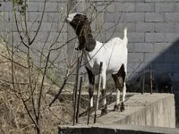 母山羊, Goats — 照片 3