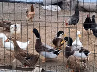 Deutscher Pekin — Foto 2
