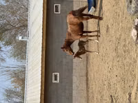 فرس, Kazakh horse — الصورة 6