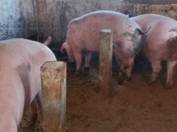 Schweine (Partie, Geschlecht nicht angegeben), Schweine