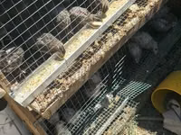 Quails — Foto 3