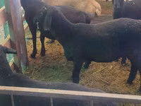 Widder, Rhon sheep — Foto 6
