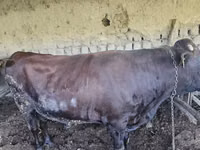 Bulle, Red Estonian cattle — Foto 8