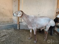 Qoʻchqor, Arashan sheep — 5-rasm