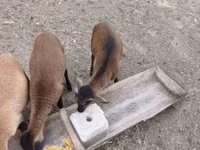 Қошқар, Cameroon sheep — 3-сурет