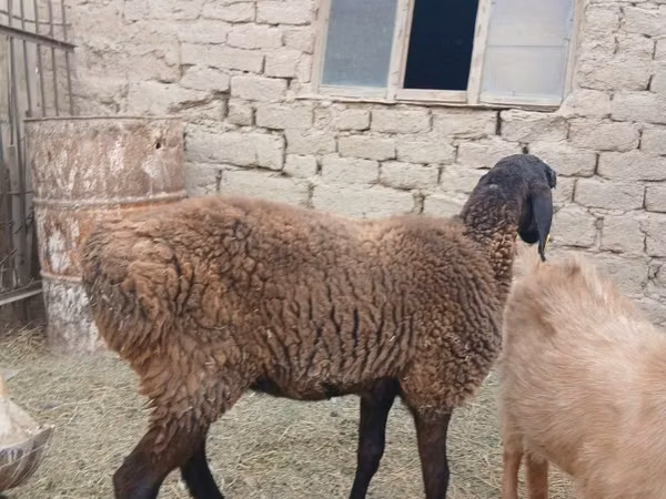 كبش, الأغنام — كازاخستان