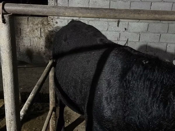 Toro, Aberdeen-Angus