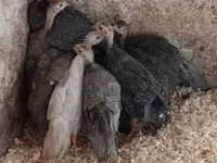 Guinea fowl — الصورة 2