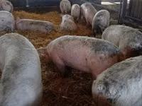 Schweine (Partie, Geschlecht nicht angegeben) — Foto 7