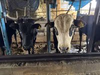 सांड, Simmental cattle — फ़ोटो 3