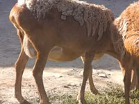 भेड़, Arashan sheep — फ़ोटो 1