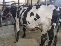 Kuh, Holstein-Rasse — Foto 6