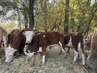 सांड, Simmental cattle — फ़ोटो 4