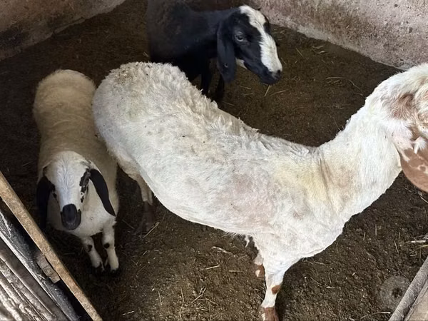 Oveja, Ovejas — Uzbekistán