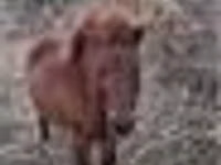 Caballo, Caballos — foto 3