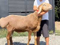 Carnero, Arashan sheep — foto 2