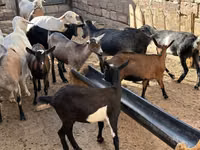 母山羊, Saanen goat — 照片 3