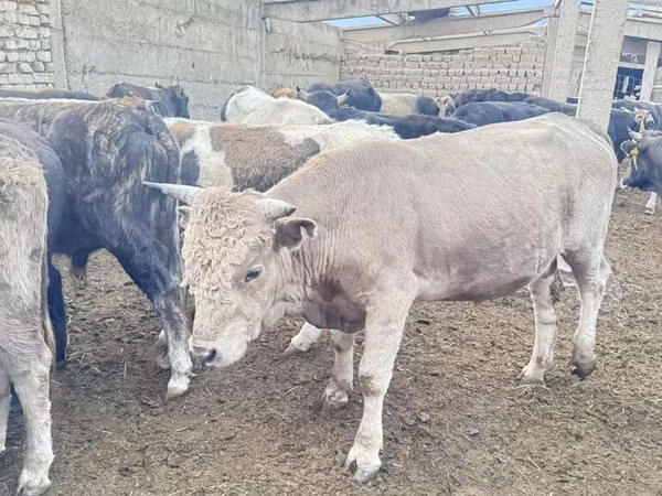公牛, Simmental cattle — 吉尔吉斯斯坦