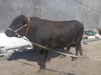Buqa, Aberdin – Angus — 2-rasm