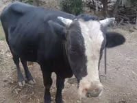 公牛, Cattle — 照片 2