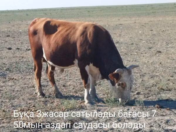 Букачар, Көк сиыр — Казакстан