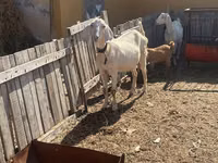 عنزة, Nubian Goat — الصورة 5