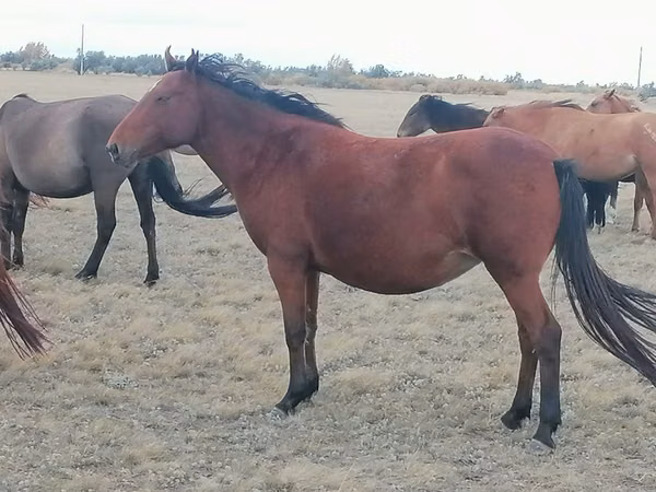 فرس, Kazakh horse — كازاخستان