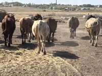 Bull, Cattle — photo 5