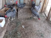 Chickens — Foto 5