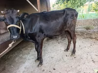 गाय, मवेशी — फ़ोटो 1