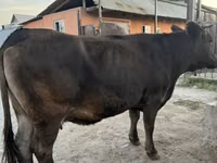 母牛, Cattle — 照片 5