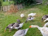 Geese — الصورة 3