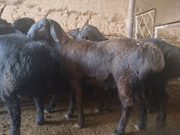 Қошқар, Rhon sheep