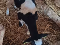 Kuh, Russian Black pied cattle — Foto 2