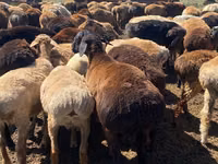 Schaf, Schafe — Foto 1