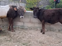 公牛, Cattle — 照片 6