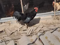 Chickens — Foto 2