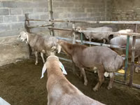 Oveja, Arashan sheep — foto 6