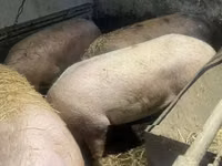 Pigs (batch, sex not specified), Pigs — photo 2