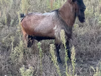 Taka, Echkilar — 3-rasm