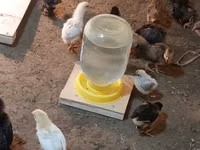 Chickens — 5-rasm