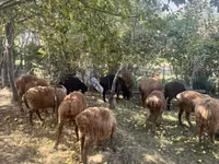Carnero, Rhon sheep — foto 2