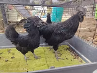 Ayam Cemani — Foto 1