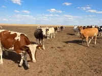 公牛, Cattle — 照片 2