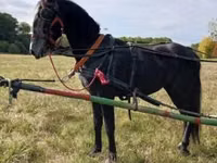 Horse (M), Horses — photo 2