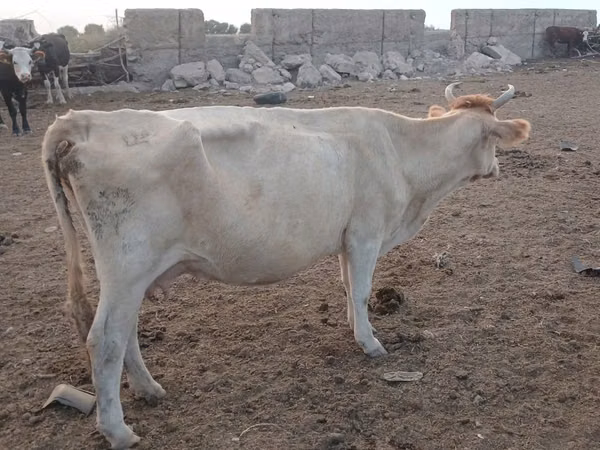गाय, Latvian Blue cattle — कज़ाखस्तान