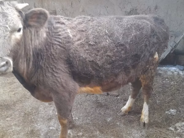 गाय, Swiss cattle — कज़ाखस्तान