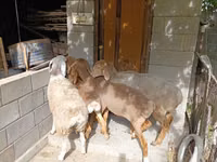 نعجة, Arashan sheep — الصورة 6