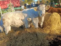 母牛, Charolais cattle — 照片 2