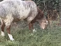 Carnero, Rhon sheep — foto 1
